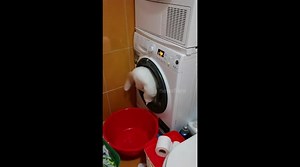 A white cat reacting to the washing machine spinning