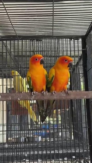Awesome Sun Conure Parrot | Beautiful & Colorful Parrot Moments | Must-Watch Bird Video