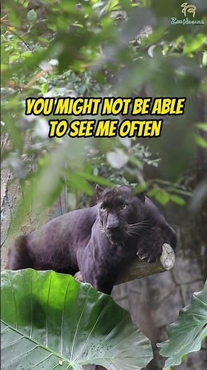 Hello I am APOH the BLACK LEOPARD! 🐆 | Zoo Negara Malaysia