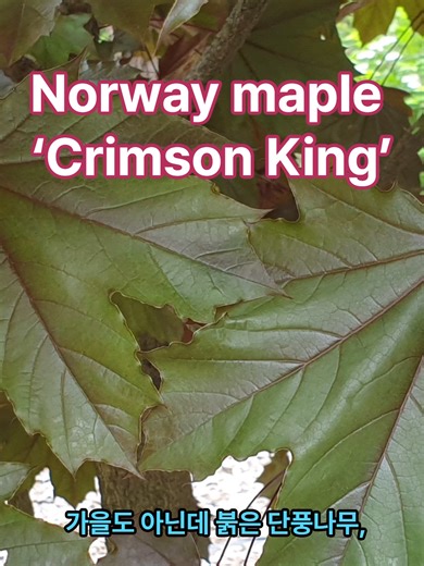 노르웨이단풍 ‘크림슨킹’(Norway maple ‘Crimson King’)