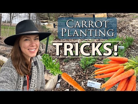 Tricks for Sowing Carrots- Improve Germination & Spacing
