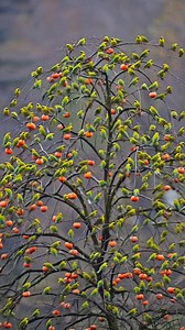 Flock of birds on a persimmon tree 🧡 | Nature And Wildlife