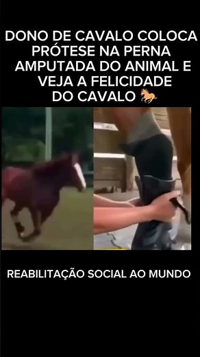 See the Real-Life Story of the Indomitable Steed 🐎 #horse #cattle rancher #ox #agriculture #nelor...