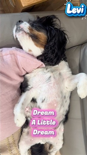 Cavalier is sleeping in the weirdest way #doglove #puppy doglife