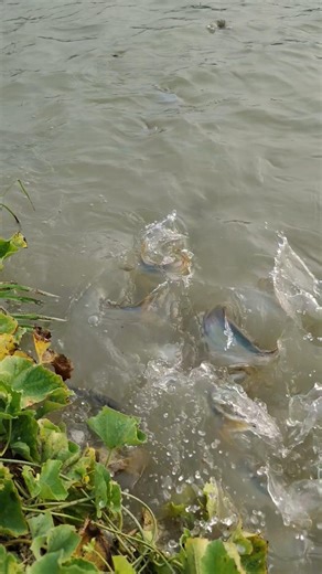 live fish feeding #shortsfeed #foryou #fishfarming #viralshorts #ytshorts