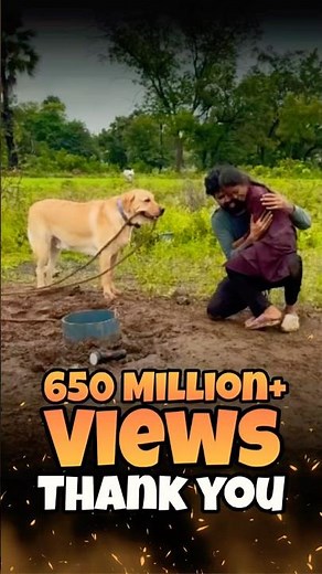 💕650+ Million Views❤️Thankyou ❤️ #labrador #doglover #goldenretriever #doglove #puppies #love #pets