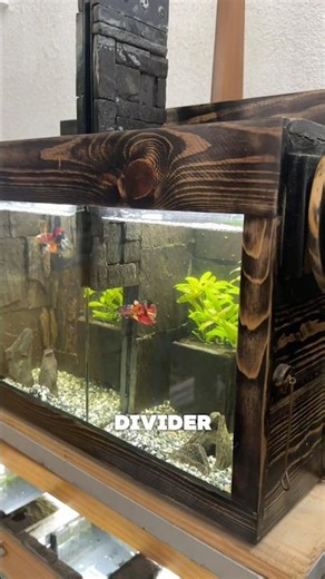 Smartest Betta Fish Divider Ever 🧠✨