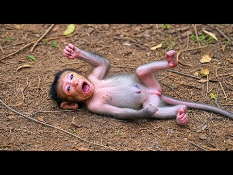 Crying Monkey: Mother's instant soothing touch [ baby monkey toch]