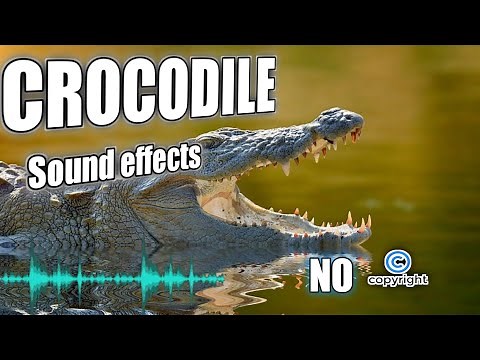 Animal noises, crocodile roars, and crocodile sound effects without copyright