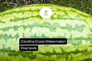 5 Seeds Carolina Cross Watermelon (citrullus Lanatus) – Giant Sweet Watermelon Variety - Etsy