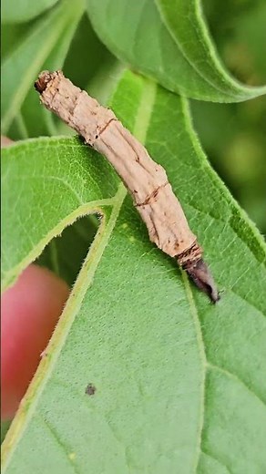 Case bearer moth larvae Playa del Carmen Mexico tropical Caribbean jungle insect life #nature #wild