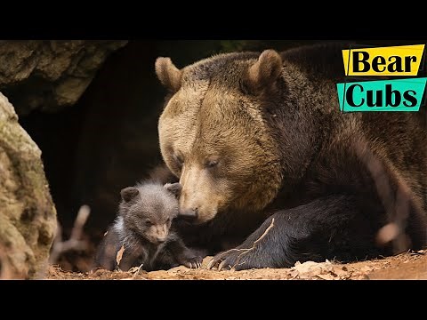 Grizzly Bear Mother Protects Her 3 Tiny Newborns Cubs