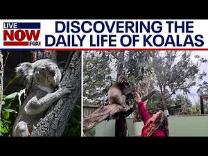 Inside Australia’s Moonlit sanctuary: A closer look at koalas