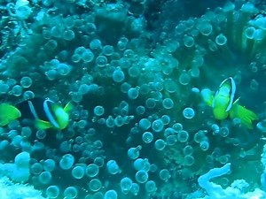 marc poisson clown aux maldives - Vidéo Dailymotion