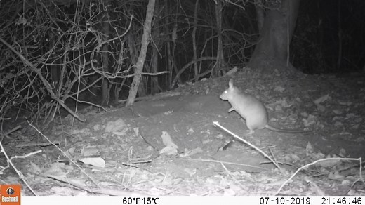 The Durrell team is delighted to have captured what is believed to be the first camera trap videos of the endangered Malagasy giant jumping rat in the wild! 🙌 This species is increasingly threatened by forest loss and this footage provides a welcome positive sign for our work to conserve this species within the Menabe-Antimena protected area in Western Madagascar. Find out more 👉 https://bit.ly/2PczaGa | Durrell Wildlife Conservation Trust