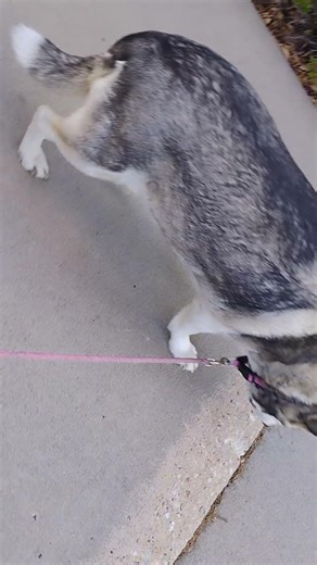 Yellow 🟡 Duck 🦆⭐ n Dog star Walk