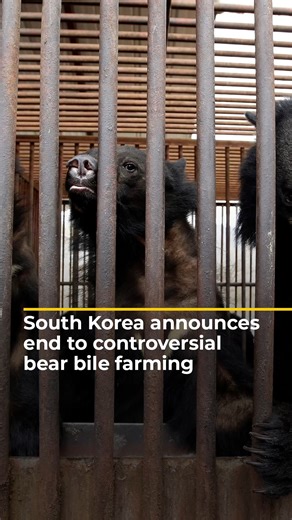 South Korea has announced it is ending bear bile farming over animal cruelty concerns. The controversial industry was used for traditional medicine, but questions over its effectiveness knocked its popularity in recent years. | Al Jazeera English