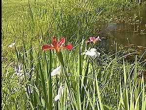 Colorful Louisiana irises are blooming beautifully across the state. Now also is a great time to plant them. On this edition of Get It Growing, LSU AgCenter horticulturist Dan Gill provides tips on growing this popular spring flower. | LSU AgCenter