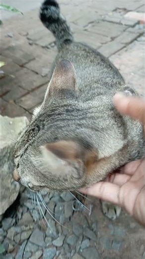 Why Cats Are Actually Good For Society