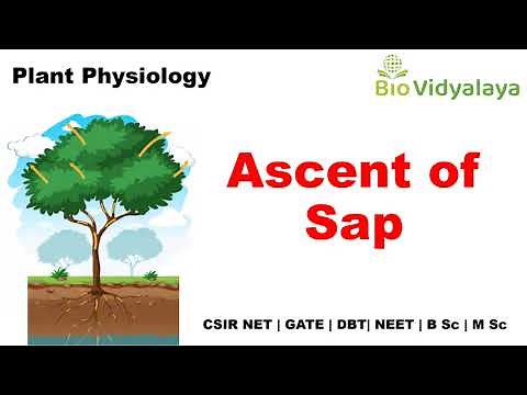 Ascent of Sap | Root pressure, Transpiration pull | Plant Physiology |CSIR NET |GATE |DBT|NEET