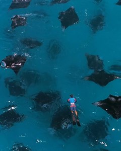 On #WorldOceanDay we join together, like these manta rays, to protect and restore our ocean💙 Fin to fin, hundreds of mantas gather to create a spiral vortex, known as a tornado, so they can efficiently feed on plankton🌪️ Watch more of nature's beautiful moments by streaming Chasing Ocean Giants on discovery . | Animal Planet