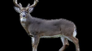 Metro train hits deer in PG County, causes delays on Blue Line