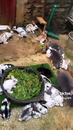 Rabbit mating: how rabbit breeding works