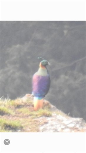 Harish Pujari | Birding Guide on Instagram: "🌿🦜 11 Days Himalayan Birding & Nature Tour with Corbett Heritage Safari 🏔️🐅 Join an unforgettable birding journey in Uttarakhand Himalaya with an experienced local birding guide. 📍 Destinations Kaladhungi • Manila • Sattal • Chakori • Munsiyari ✨ Tour Highlights ✔ 300+ Himalayan Bird Species ✔ Corbett Heritage Safari ✔ High Altitude Himalayan Birding ✔ Forest, River & Lake Birding 🏡 Package Includes ✔ Stay with All Meals ✔ Private Vehicle ✔ Bird