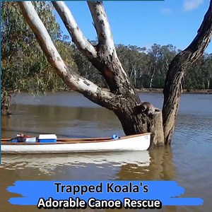 That's so sweet! The koala accepted their help without hesitation 😃 Via ViralHog | DJ QBert