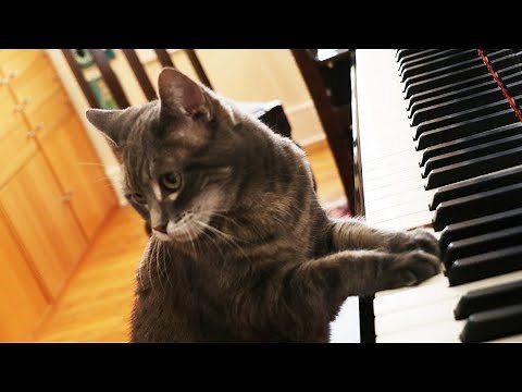 Nora the Piano Cat still on key after 13 years of internet fame