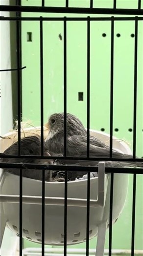 ماشاء الله لقطة طريفة كناري الاسود الأوپال من داخل عش الزوجية يحيكم #questcequejedevraischoisir