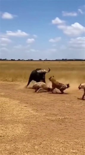 Buffalo vs 4 Hyenas - Brutal Safari Moment!