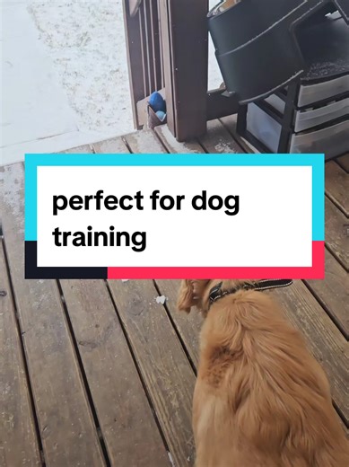 Effective Dog Training Techniques Using Remote Collars
