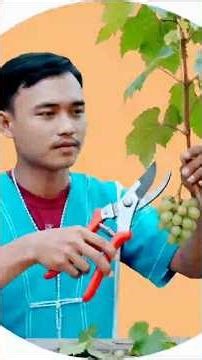 Only Through Pruning Does the Tree Reveal Its Deepest Beauty