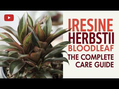 Bloodleaf Plant Care Guide | Vibrant Red Foliage for Indoor Spaces
