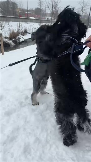 Cocker Spaniel Adventures with Loui and His Bestie