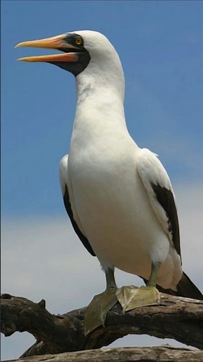 Clipperton Island: Beauty, Secrets and Tragedy