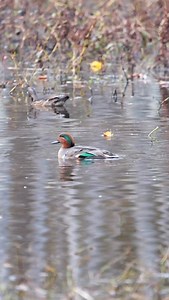 Green-winged Teal showing off his colors 🦆 #waterfowl #wildlife #wildlifephotography #nature #naturephotography #outdoors #ducks #duckhunting #hunting #greenwingteal #teal | Brood Outdoors