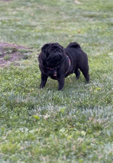 #dogs #dog #pugs #puglove #blackpug #pug #doglover