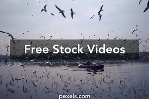 Free Anime Videos, Download The BEST Free 4k Stock Video Footage & Free Anime HD Video Clips