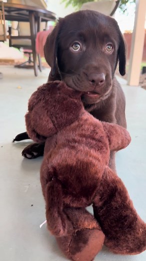 Woodford the Chocolate Lab Puppy Gets His Mini Woodford