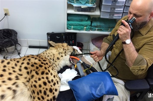 This B.C. travelling vet saves animals from swallowed objects
