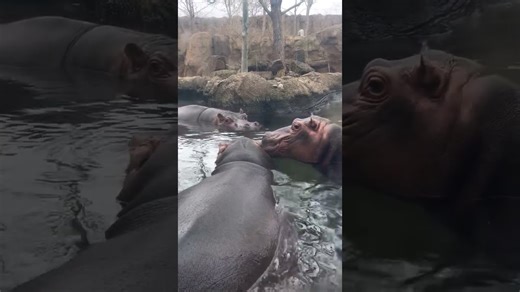 Hippos snuggle together in the ultimate heartwarming nap pile