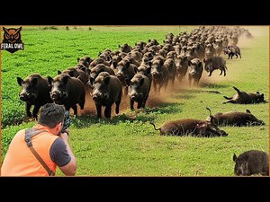 Nearly 300 Wild Boars Invaded Farm - How Canadian Farmers Deal With Millions Of Wild Boar