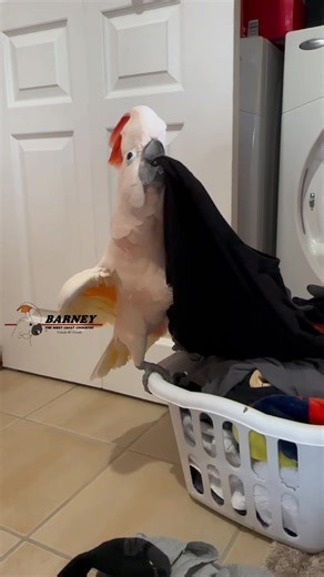 Barney loves helping with stuff 😃 #barneythewestcoastcockatoo #cockatoo #help