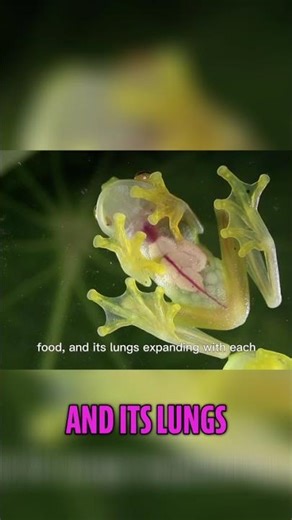 See Inside A LIVING X-RAY Frog! Terrifyingly Transparent! #shorts
