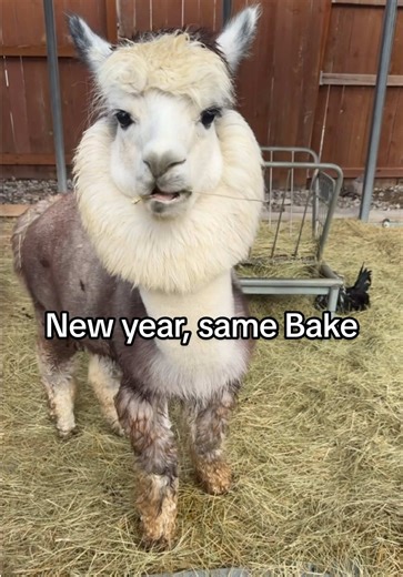 Alpaca Bake Turns Water Bucket into Pool Fun