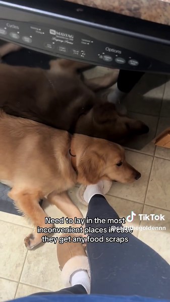 Surprising Facts About Golden Retrievers You Didn't Know