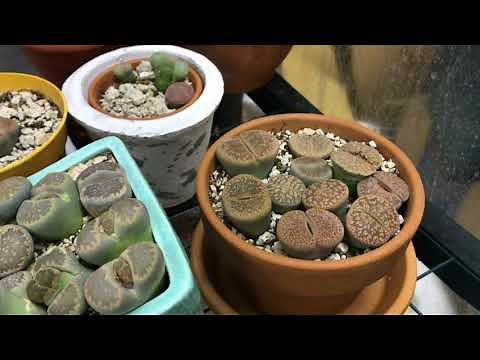 Why Aren’t My Lithops Splitting?