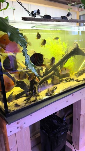 The look after filter maintenance. Super clear water. Might change up the driftwood a bit, open the left corner a bit more. #natureaquarium #fishtank #fishkeeper #aquascape #aquarium